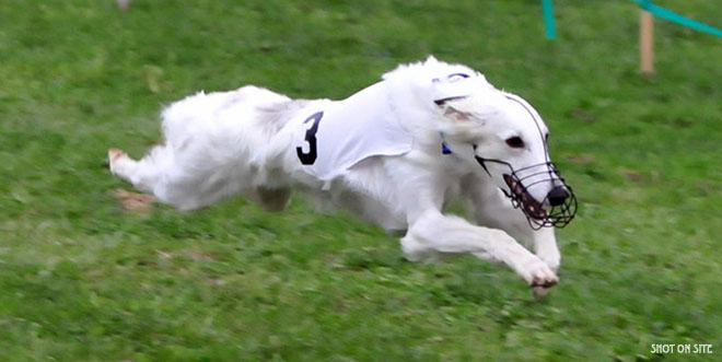 Storm - Silkenfest 09 - Highest Scoring Opposite Sex in race meet