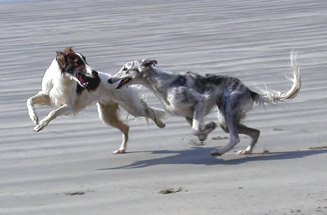 Strider and Kyra - beach