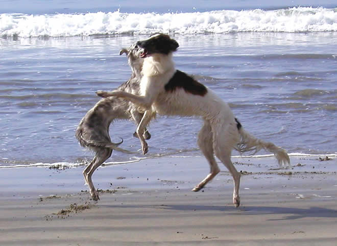 Strider and Kyra play