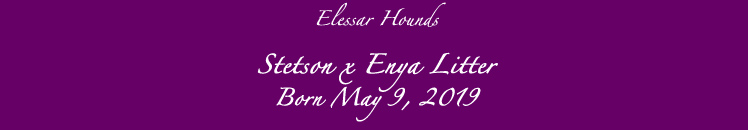 Elessar Surf Spots Litter title