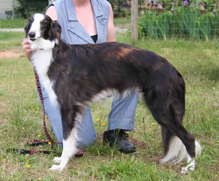 Maverick at Silkenfest 2006