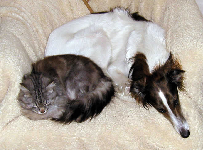 Strider - with Porthos