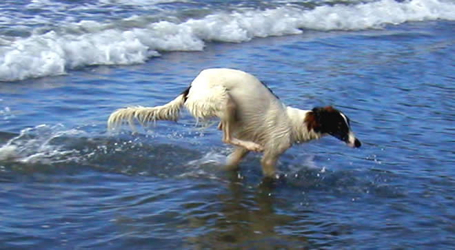 Strider - romp in waves