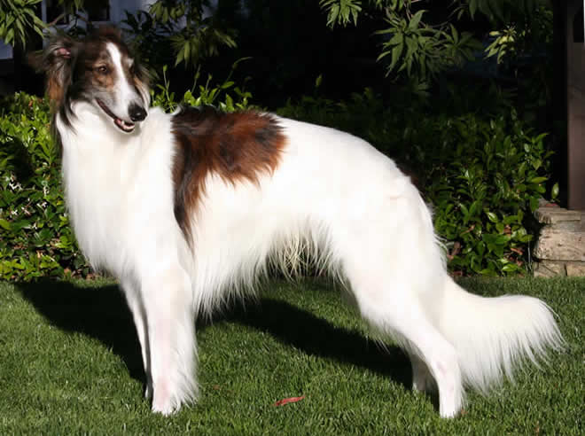 Strider - self-stack