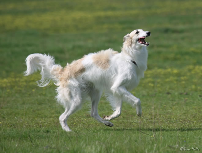 Tuscan - happy dance