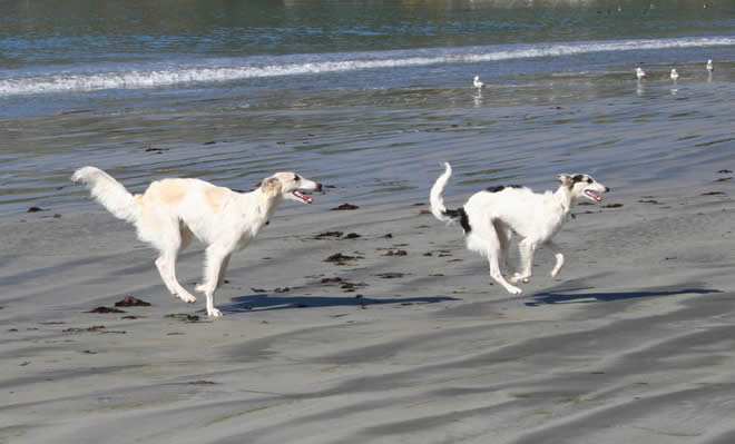 Tuscan and Isis - sync